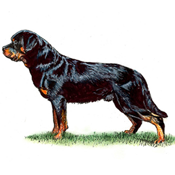 Rottweiler - Click Image to Close